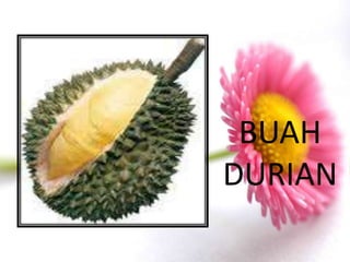 BUAH
DURIAN
 