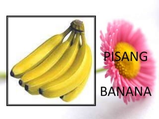 PISANG

BANANA
 