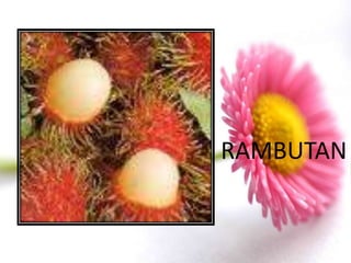 RAMBUTAN
 