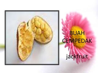 BUAH
CEMPEDAK

 jackfruit
 