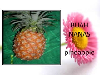 BUAH
 NANAS

pineapple
 