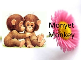 Monyet
Monkey
 