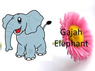 Gajah
Elephant
 