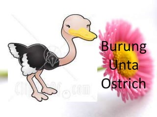 Burung
 Unta
Ostrich
 