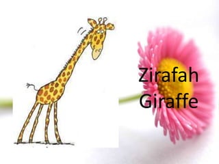 Zirafah
Giraffe
 