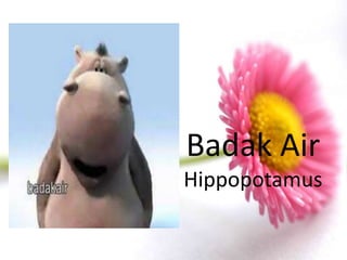 Badak Air
Hippopotamus
 