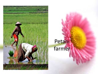 Petani
farmer
 