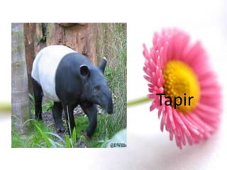 Tapir
 