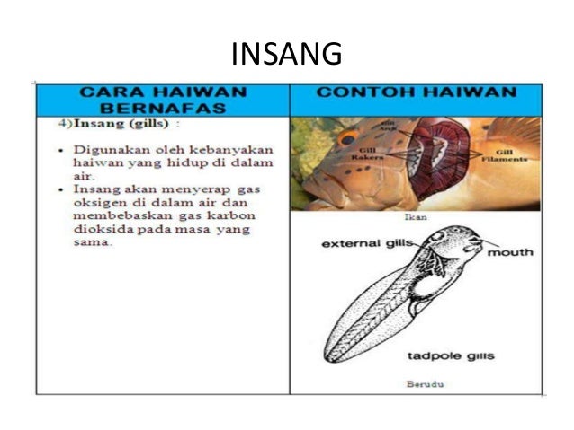 Haiwan bernafas