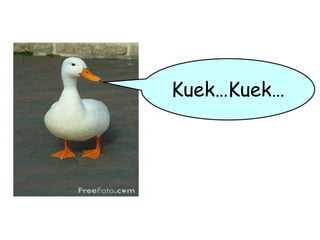 Kuek…Kuek…
 