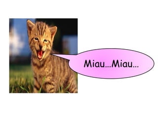 Miau…Miau…
 