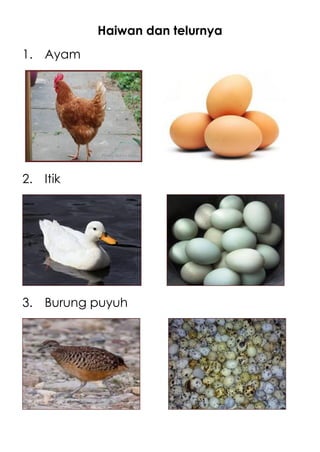 Haiwan dan telurnya
1. Ayam




2. Itik




3. Burung puyuh
 