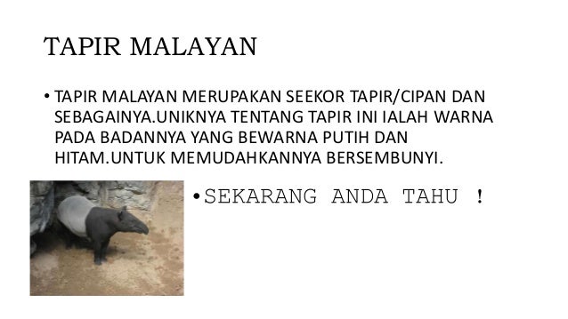 Photo Of Malayan Tapir Or Asian Tapir Id 60544750 Royalty Free Gambar Haiwan Cipan