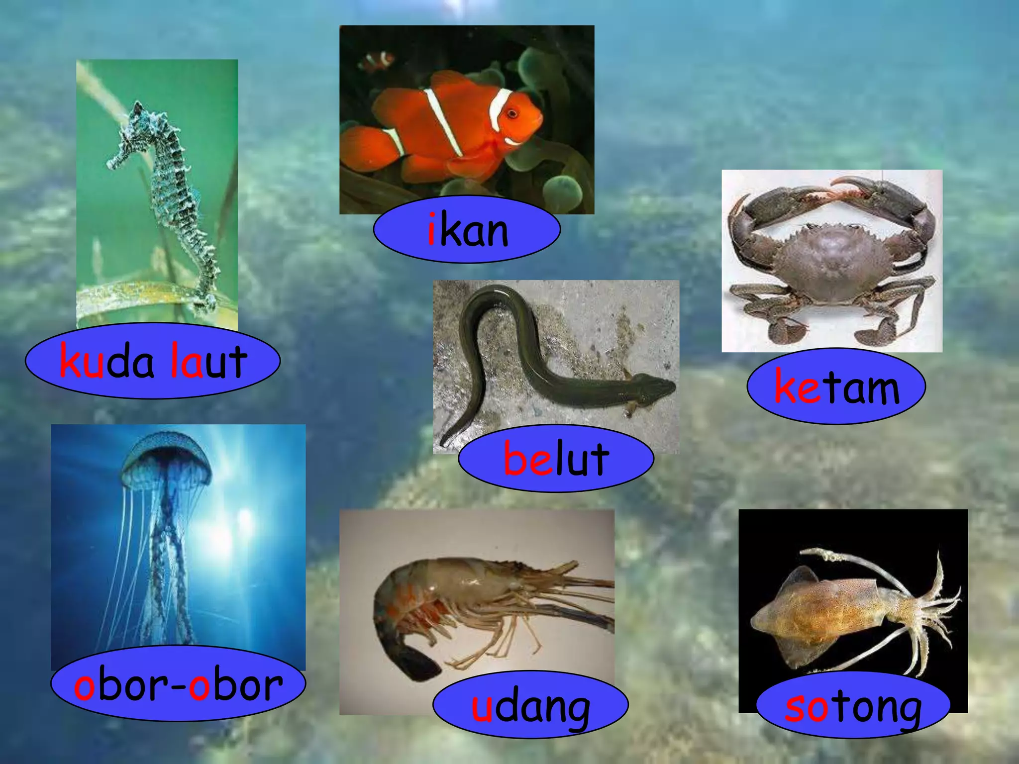Haiwan di air (gambar & perkataan ) | PPTX