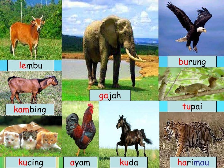 Haiwan di darat gambar  perkataan 