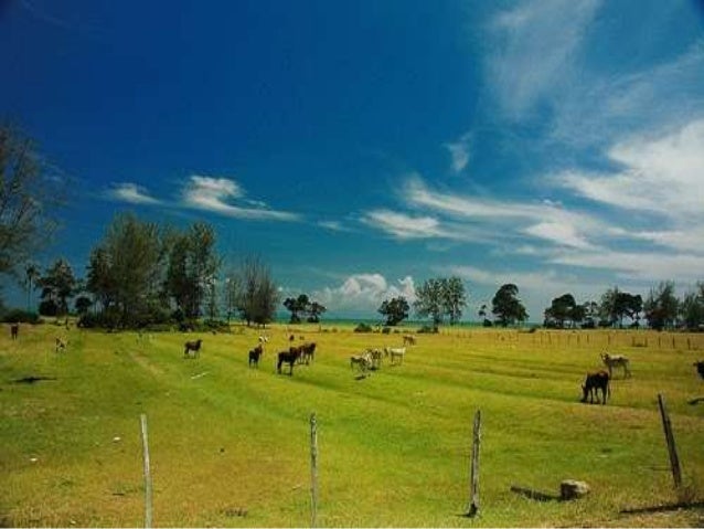 BM Tahun 1 Haiwan Ternakan