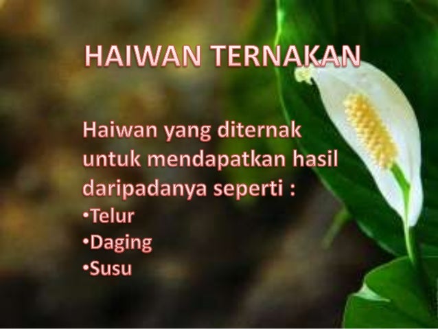 BM Tahun 1 Haiwan Ternakan