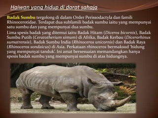 Haiwan yang hidup di darat sahaja
Badak Sumbu tergolong di dalam Order Perissodactyla dan famili
Rhinocerotidae. Terdapat dua subfamili badak sumbu iaitu yang mempunyai
satu sumbu dan yang mempunyai dua sumbu.
Lima spesis badak yang ditemui iaitu Badak Hitam (Diceros bicornis), Badak
Sumbu Putih (Ceratotherium simum) di Afrika, Badak Kerbau (Dicerorhinus
sumatrensis), Badak Sumbu India (Rhinoceros unicornis) dan Badak Raya
(Rhinoceros sondaicus) di Asia. Perkataan rhinoceros bermaksud ‘hidung
yang mempunyai tanduk’. Ini amat bersesuaian memandangkan hanya
spesis badak sumbu yang mempunyai sumbu di atas hidungnya.
 
