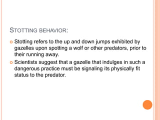 STOTTING BEHAVIOR:
Stotting refers to the up and down jumps exhibited by
gazelles upon spotting a wolf or other predators, prior to
their running away.
 Scientists suggest that a gazelle that indulges in such a
dangerous practice must be signaling its physically fit
status to the predator.


 