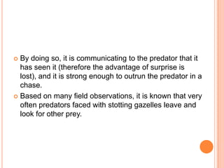 By doing so, it is communicating to the predator that it
has seen it (therefore the advantage of surprise is
lost), and it is strong enough to outrun the predator in a
chase.
 Based on many field observations, it is known that very
often predators faced with stotting gazelles leave and
look for other prey.


 