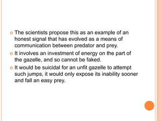 The scientists propose this as an example of an
honest signal that has evolved as a means of
communication between predator and prey.
 It involves an investment of energy on the part of
the gazelle, and so cannot be faked.
 It would be suicidal for an unfit gazelle to attempt
such jumps, it would only expose its inability sooner
and fall an easy prey.


 