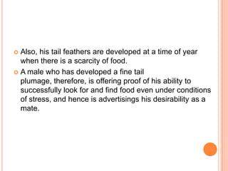 Also, his tail feathers are developed at a time of year
when there is a scarcity of food.
 A male who has developed a fine tail
plumage, therefore, is offering proof of his ability to
successfully look for and find food even under conditions
of stress, and hence is advertisings his desirability as a
mate.


 