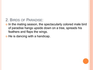 2. BIRDS OF PARADISE:
In the mating season, the spectacularly colored male bird
of paradise hangs upside down on a tree, spreads his
feathers and flaps the wings.
 He is dancing with a handicap.


 