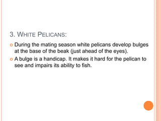 3. WHITE PELICANS:
During the mating season white pelicans develop bulges
at the base of the beak (just ahead of the eyes).
 A bulge is a handicap. It makes it hard for the pelican to
see and impairs its ability to fish.


 