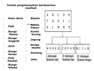 Contoh pengelompokan berdasarkan manfaat:                                                                                                                   Keterangan: A.   .Daun dewa  I.   .Bayam B.   .Padi J.   .Ketela  Pohon  C.   .Bunga  Mawar  K.   .Kumis  Kucing  D.   .Bunga  Anggrek L.   .Jagung E.   .Sirih M.   .Bunga  sepatu  F.   .Bunga  kertas  N.   .Kentang G.   .Pule Pandah O.   .Jahe H.   .Bunga  lolipop        