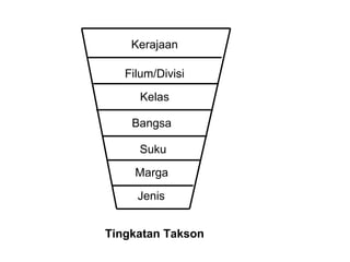 Jenis Marga Suku Bangsa Kelas Filum/Divisi Kerajaan Tingkatan Takson 