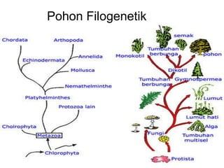 Pohon Filogenetik  