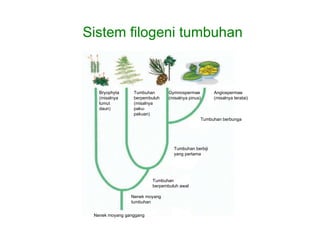Sistem filogeni tumbuhan Bryophyta (misalnya  lumut daun) Tumbuhan berpembuluh (misalnya paku- pakuan) Gymnospermae (misalnya pinus) Angiospermae (misalnya teratai) Tumbuhan berbunga Tumbuhan berbiji  yang pertama Tumbuhan  berpembuluh awal Nenek moyang  tumbuhan Nenek moyang ganggang 