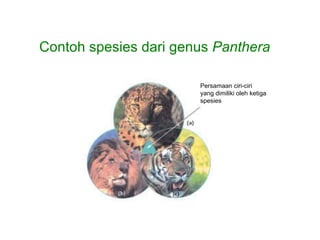Contoh spesies dari genus  Panthera Persamaan ciri-ciri yang dimiliki oleh ketiga  spesies 