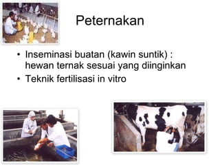 Peternakan Inseminasi buatan (kawin suntik) : hewan ternak sesuai yang diinginkan Teknik fertilisasi in vitro 