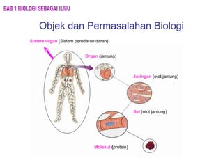 Objek dan Permasalahan Biologi BAB 1 BIOLOGI SEBAGAI ILMU Organ  (jantung) Jaringan  (otot jantung) Sel   (otot jantung) Molekul  ( protein) Sistem organ  (Sistem peredaran darah) 