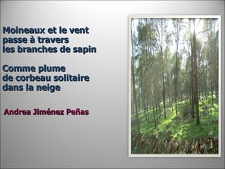 Moineaux et le vent passe à travers les branches de sapin   Comme   plume de corbeau   solitaire dans la neige     Andrea Jiménez Peñas 