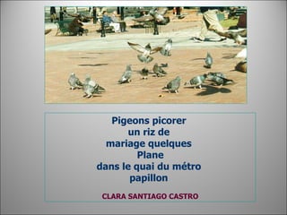 Pigeons picorer  un riz de  mariage quelques     Plane  dans le quai du métro  papillon     CLARA SANTIAGO CASTRO 