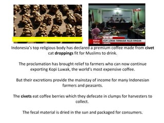 Civet dung is prepared during the production of Kopi Luwak


Indonesia’s top religious body has declared a premium coffee made from civet
                     cat droppings fit for Muslims to drink.

     The proclamation has brought relief to farmers who can now continue
           exporting Kopi Luwak, the world’s most expensive coffee.

  But their excretions provide the mainstay of income for many Indonesian
                            farmers and peasants.

The civets eat coffee berries which they defecate in clumps for harvesters to
                                   collect.

        The fecal material is dried in the sun and packaged for consumers.
 