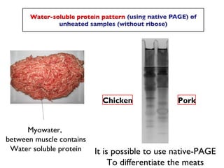 Chicken             Pork


      Myowater,
between muscle contains
 Water soluble protein    It is possible to use native-PAGE
                               To differentiate the meats
 