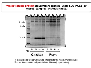 210 kDa

     98 kDa




     29 kDa




                  15   30   45   60   15   30   45   60
              m
                  Chicken                  Pork
It is possible to use SDS-PAGE to differentiate the meats. Water soluble
Protein from chicken and pork behave differently upon heating.
 