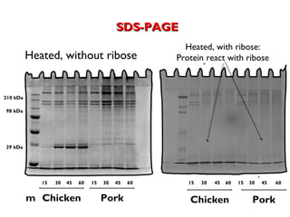SDS-PAGE
                                                       Heated, with ribose:
          Heated, without ribose                     Protein react with ribose



210 kDa

98 kDa




29 kDa




             15   30   45   60   15   30   45   60      15   30   45   60   15   30   45   60


          m Chicken                   Pork              Chicken                   Pork
 