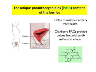 The unique proanthocyanidins (PACs) content
               of the berries

                        Helps to maintain urinary
                              tract health.

                        Cranberry PACs provide
                         unique bacterial anti-
                           adhesion effects
 