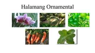 Halamang ornamental