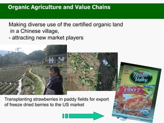 Making diverse use of the certified organic land
in a Chinese village,
- attracting new market players
Transplanting strawberries in paddy fields for export
of freeze dried berries to the US market
Organic Agriculture and Value Chains
 