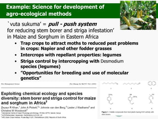 `vuta sukuma’ = pull - push system
for reducing stem borer and striga infestation’
in Maize and Sorghum in Eastern Africa
• Trap crops to attract moths to reduced pest problems
in crops: Napier and other fodder grasses
• Intercrops with repellant properties: legumes
• Striga control by intercropping with Desmodium
species (legumes)
• ”Opportunities for breeding and use of molecular
genetics”
Example: Science for development of
agro-ecological methods
 
