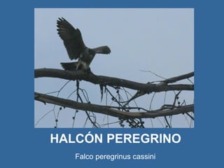 HALCÓN PEREGRINO   Falco peregrinus cassini   