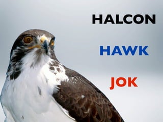 HALCON

HAWK

 JOK
 
