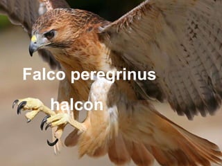 1- Falco peregrinus  halcón Falco peregrinus halcon 