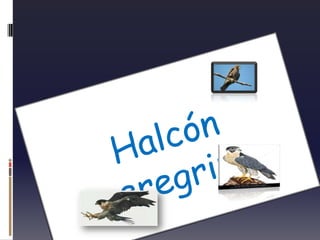Halcón peregrino
 