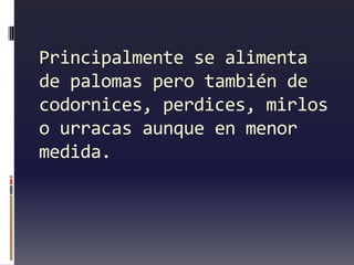 Principalmente se alimenta
de palomas pero también de
codornices, perdices, mirlos
o urracas aunque en menor
medida.
 
